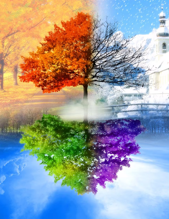 Алмазная мозаика 50x65 Четыре сезона одного дерева