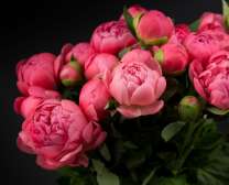 Букет алых пионов