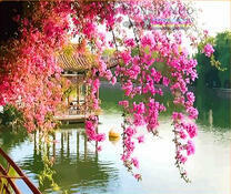 Беседка над водой и цветы сакуры