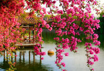 Сакура у беседки над водой