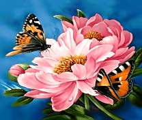 Бабочки собирают нектар с лепестков пионов