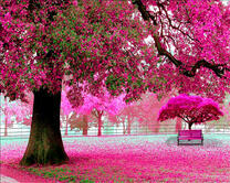 Нежное цветение сакуры в парке