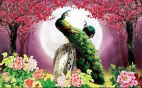 Пара павлинов в ночи под цветами сакуры