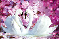 Пара лебедей и цветущая сакура