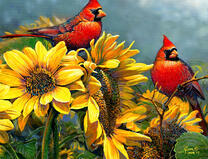 Два красных кардинала на подсолнухах