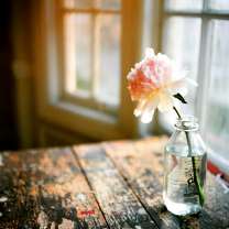 Пион в бутылке