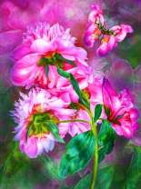 Бабочка над цветущими пионами