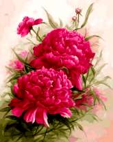 Большие бутоны пионов