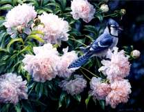 Птичка на пионе