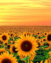 Закат над полем цветущих подсолнухов