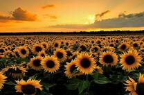 Поле молодых цветущих подсолнухов