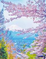 Весеннее цветение сакуры и вид на реку