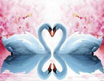 Зеркальное отражение лебедей в озере под сакурами