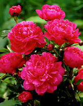 Яркие пионы на клумбе