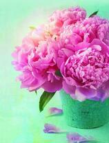 Букет пионов в ярких солнечных лучах