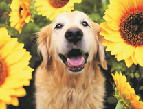 Лабрадор среди подсолнухов