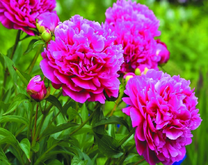 Пышные розовые пионы