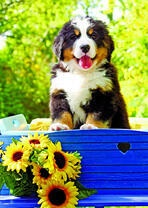 Щенок бернского зенненхунда в саду