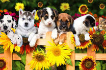 Отряд милых щенков и котенок