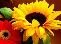 Подсолнух и гербера