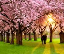 Прогулка в парке с цветущими сакурами