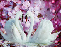 Белые лебеди у цветущей сакуры