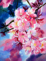 Вечернее цветение сакуры