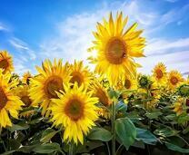 Молодые цветы подсолнухов на фоне солнца