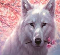 Белый волк с сакурой
