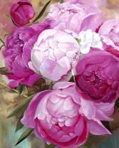 Цветы пионов крупным планом