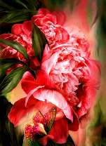 Алые розы крупным планом