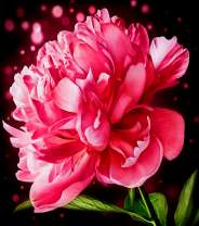 Пион на темном фоне