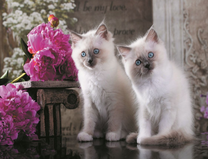 Белые пушистые котята возле пионов