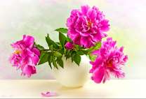 Нежные пионы в круглой вазе