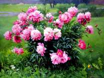 Дикорастущие пионы