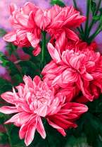 Распустившиеся коралловые пионы