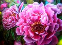 Большие пионы