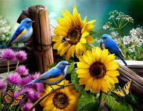 Синие птички возле подсолнухов