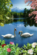 Пара лебедей и весеннее озеро в цветах