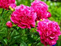 Пионы малиновые на клумбе