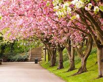 Аллея с цветущей сакурой
